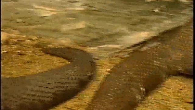 Heloderma смотреть онлайн