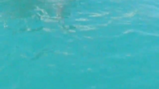 Barracuda vs. Pelican смотреть онлайн