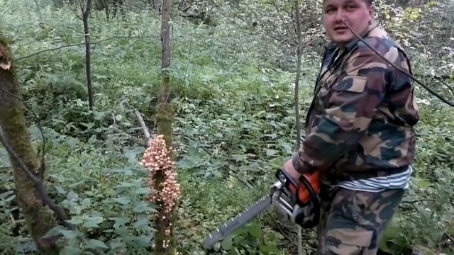 Поход за грибами смотреть онлайн