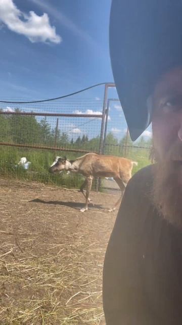 Северные олени смотреть онлайн