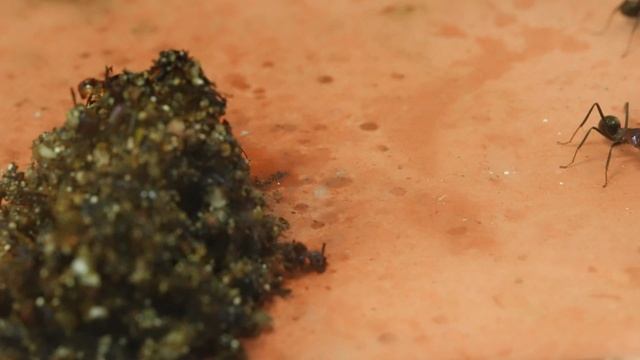 Iridomyrmex purpureus - MEAT ANT : CARE GUIDE смотреть онлайн