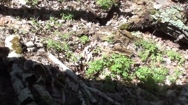 Міняю роєвні на строчки.