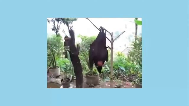 Incrível Morcego Gigante Nyctalus Lasiopterus смотреть онлайн