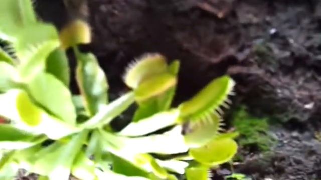 pianta carnivora dionea смотреть онлайн