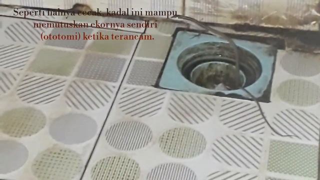 Kadal ekor panjang di kira nya ular смотреть онлайн