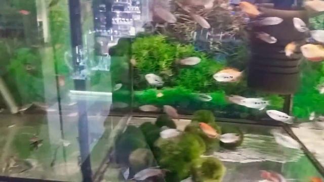 рибки кольорів веселки смотреть онлайн