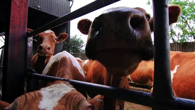 BIO-TIFUL DAIRY - KEFIR PRODUCTION смотреть онлайн