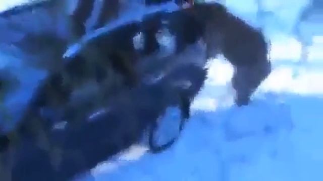 Неправильный медведь. смотреть онлайн