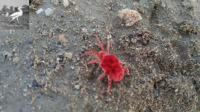 रानी कीड़ा ! red velvet mite | wildlife explore смотреть онлайн