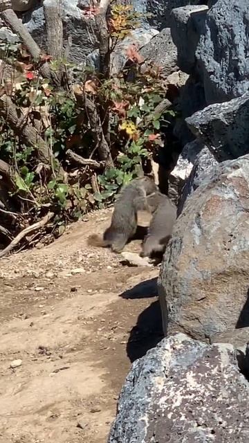 Rockchucks fight to the…ground 😂 смотреть онлайн