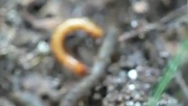 Click beetle (Elateridae) larva leeching life from a fly larva of Bibio marci (Bibionidae) смотреть онлайн