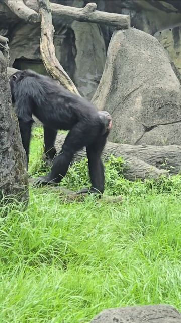 Chimpanzee/Pan troglodytes/Taipei Zoo смотреть онлайн