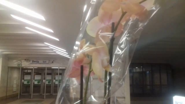 Орхидея, которую попросили купить и отправить. смотреть онлайн