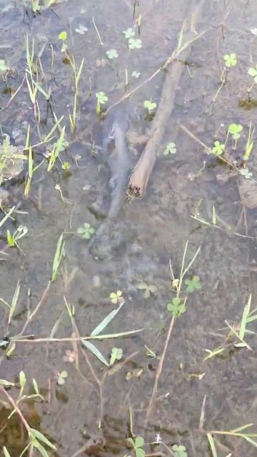 River Shark 🦈 it's very tired... 🥱😴||#subscribe #tff смотреть онлайн