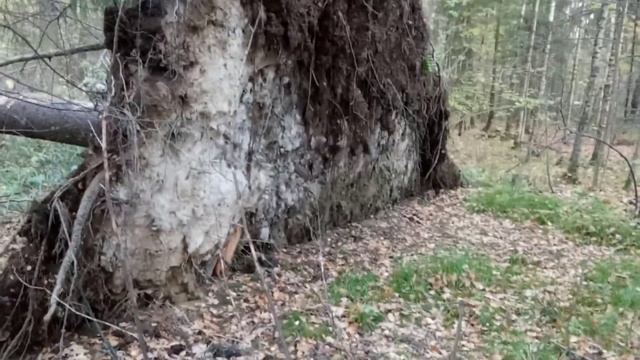 упавшее дерево с огромными корнями