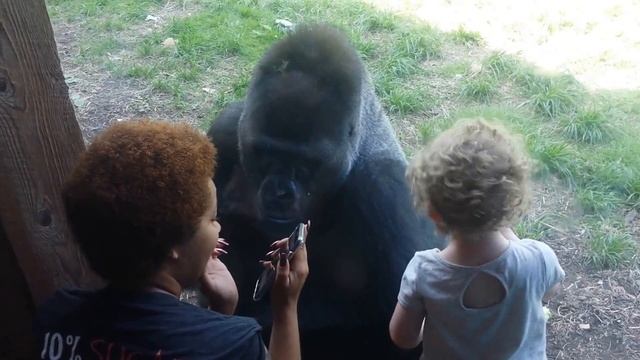 MUST SEE!! GORILLA JELANI LOOKS AT GIRL AND TELLS HER TO SWIPE PICS ON PHONE смотреть онлайн