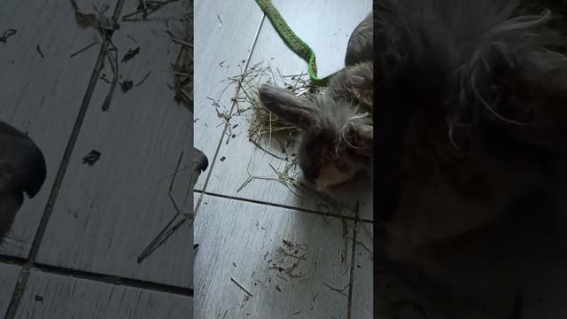 Кролик Ригард пробует новое сено в компании Шилы 🥰💜🙏 смотреть онлайн