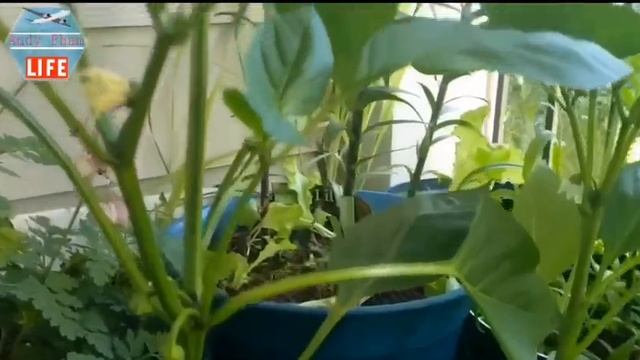 Trồng rau nơi ban công chung cư _ Andy Pham смотреть онлайн