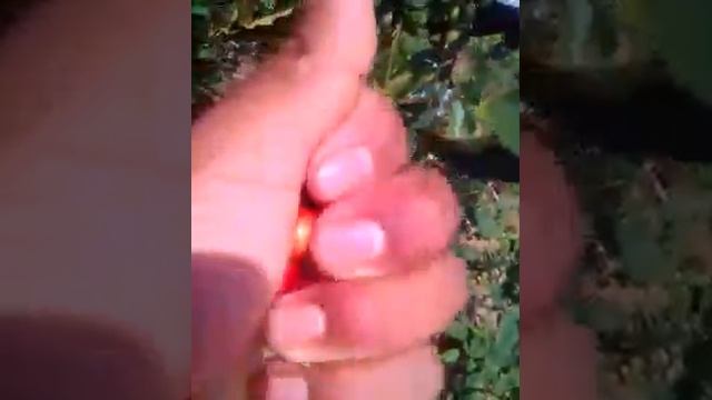 El café catimor rojo смотреть онлайн