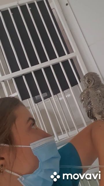 Сплюшка, которая не спит. 🦉 owl смотреть онлайн