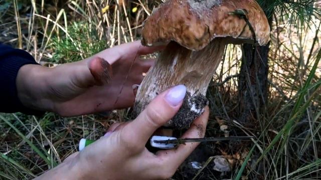 Mushroom Hunting in Ukraine смотреть онлайн