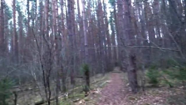 Грибы в Ноябре. Рядовки Зеленушки. Моховик и Строфарии.