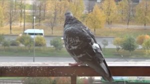 #голубь На балконе в общаге Челны