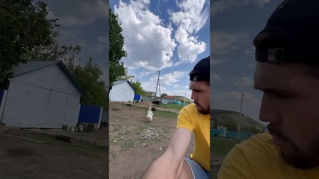 Гусак хотел оставить меня без бубенчиков 😂 смотреть онлайн