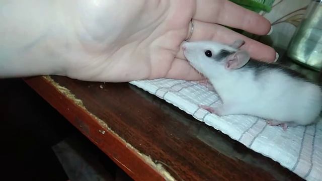 13.03.2020 приступ удушья смотреть онлайн