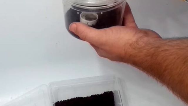 Rehousing Brachypelma boehmei and albiceps tarantula смотреть онлайн