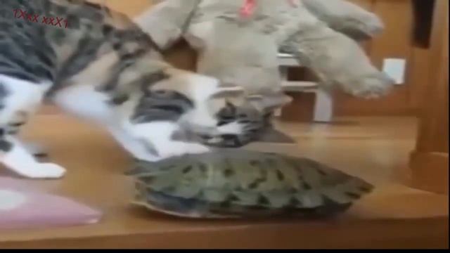 Funny and cute ANIMALS..Смешные и милые животные.Animais engraçados e bonitos смотреть онлайн