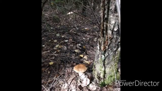 ГРИБЫ, ГРИБОЧКИ. смотреть онлайн