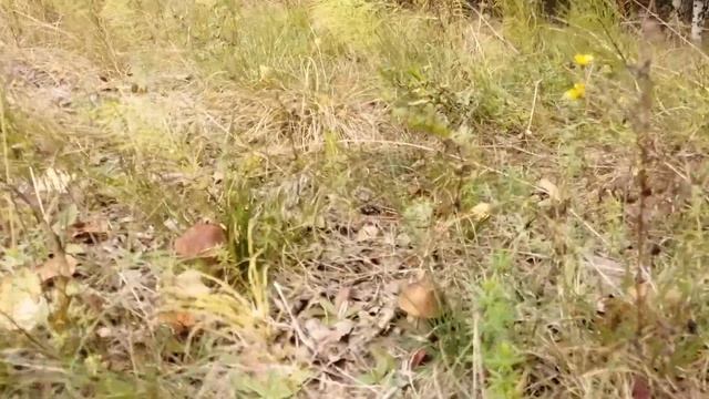 Остановиться не хватило сил смотреть онлайн