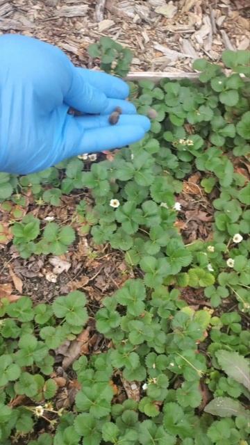 How to use rabbit manure in your garden смотреть онлайн