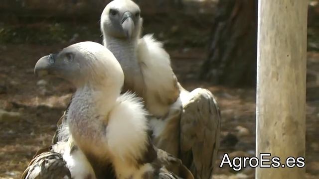 Buitre Leonado Gyps Fulvus смотреть онлайн