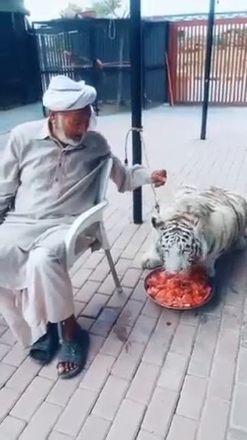 ANIMAIS DA ARCA #shorts #animal #world 23 смотреть онлайн