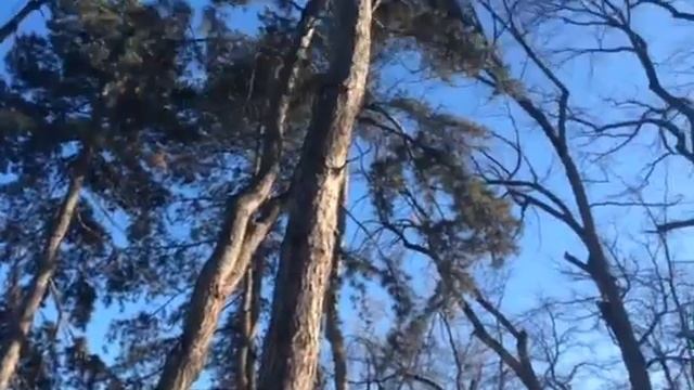 Сосны в парке 28 , Алматы смотреть онлайн