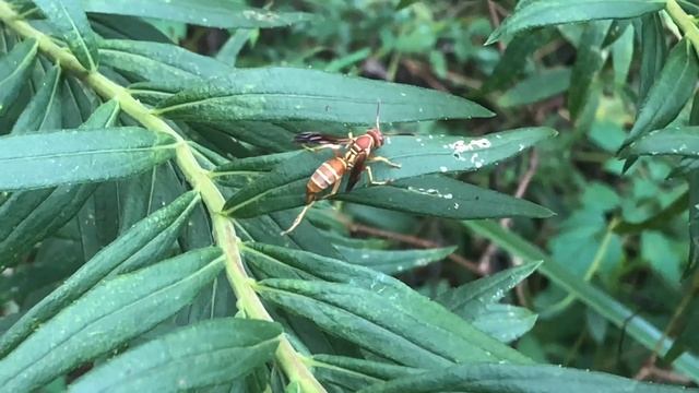 Paper Wasp (Polistes dorsalis) Real-time and Slow-motion 10-9-2018 смотреть онлайн