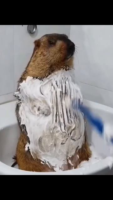 идей нету смотрите как моется бобёр смотреть онлайн