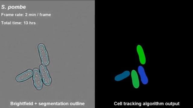 S. Pombe Time-lapse (sound Version)
