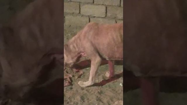 Продолжение про алабая смотреть онлайн