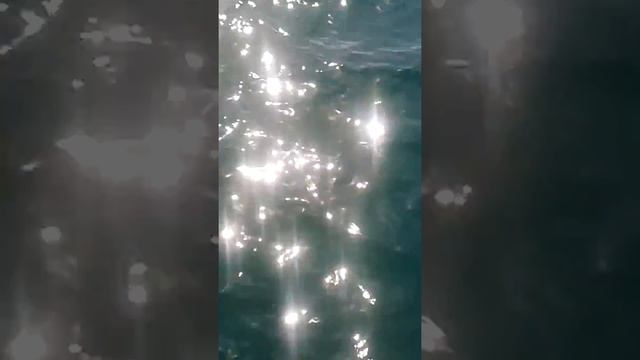 Delfines en Brasil смотреть онлайн