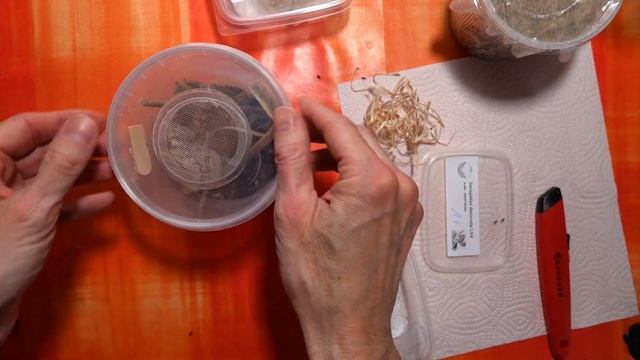 Unboxing two Mantises from Kerf (Deroplatys, Cilnia) смотреть онлайн