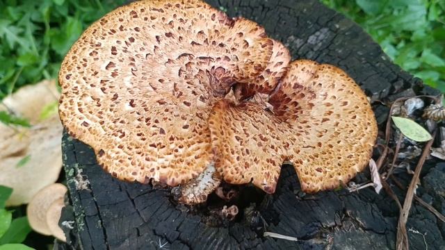 грибы у 🏠🏠🏠 дома