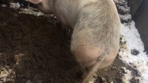 Ловим свинку. Как поймать свинью. Часть 1
