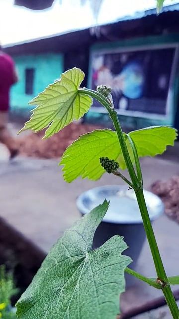 grape 🍇#shorts #nature #viral #shortvideo #youtubeshorts #shorts смотреть онлайн