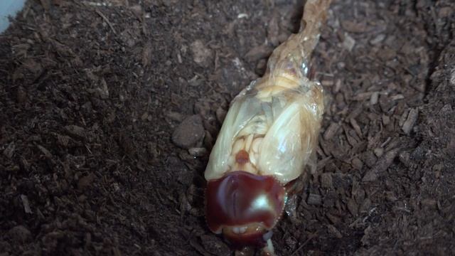 (4K)ニジイロクワガタの羽化 - emergence of Rainbow Beetle Phalacrognathus muelleri смотреть онлайн
