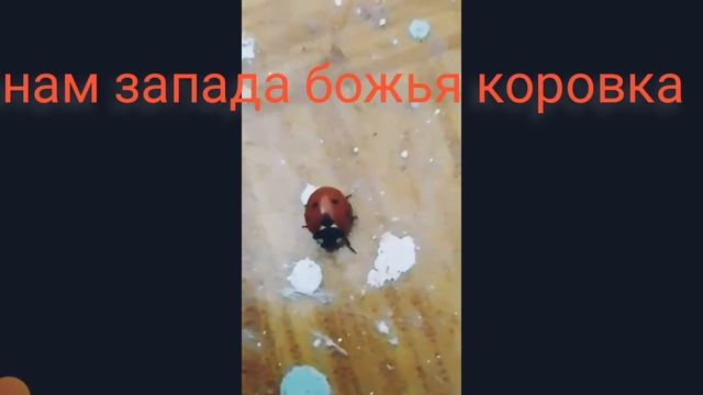 у нас в доме божья коровка смотреть онлайн
