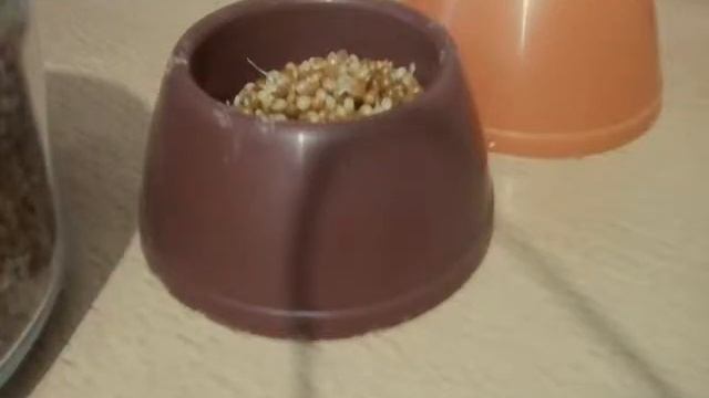 Трава для хомячка #3 | мини vlog |дразним хомяка | Maria and her hamster. смотреть онлайн