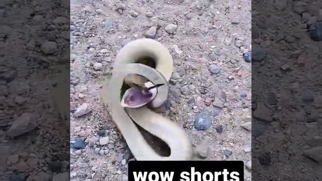 hognose playing dead😳😳 смотреть онлайн